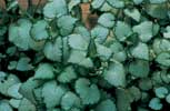 Pennisetum winterhart